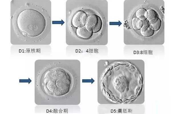 朝阳代生公司选性别_朝阳地下代生市场_医生如何选择试管婴儿优质胚胎？